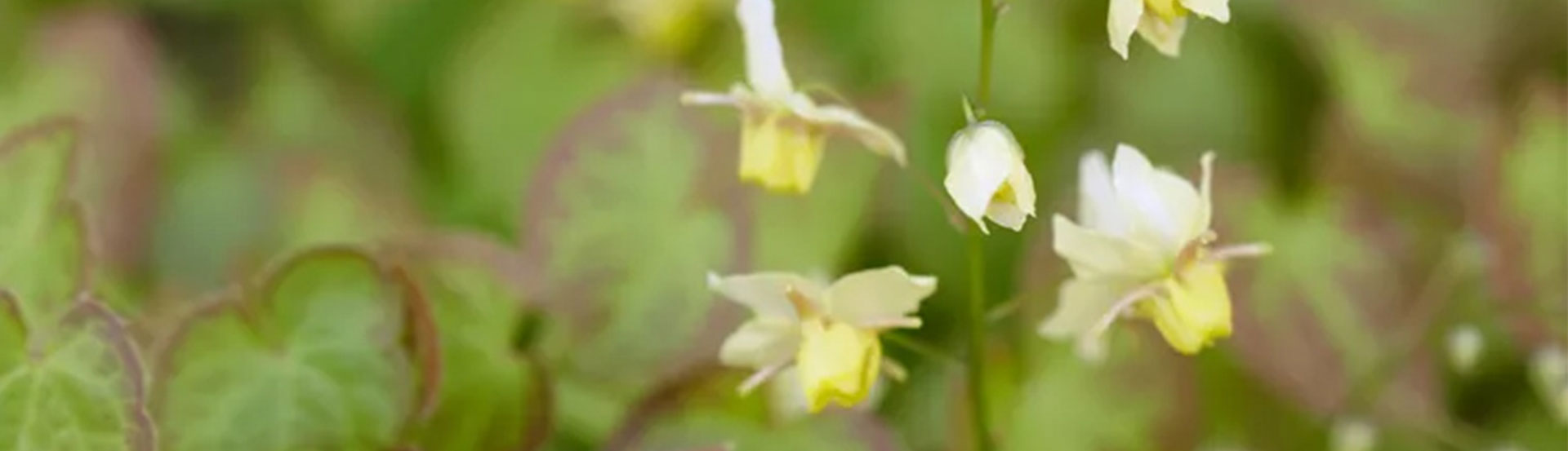 Epimedium