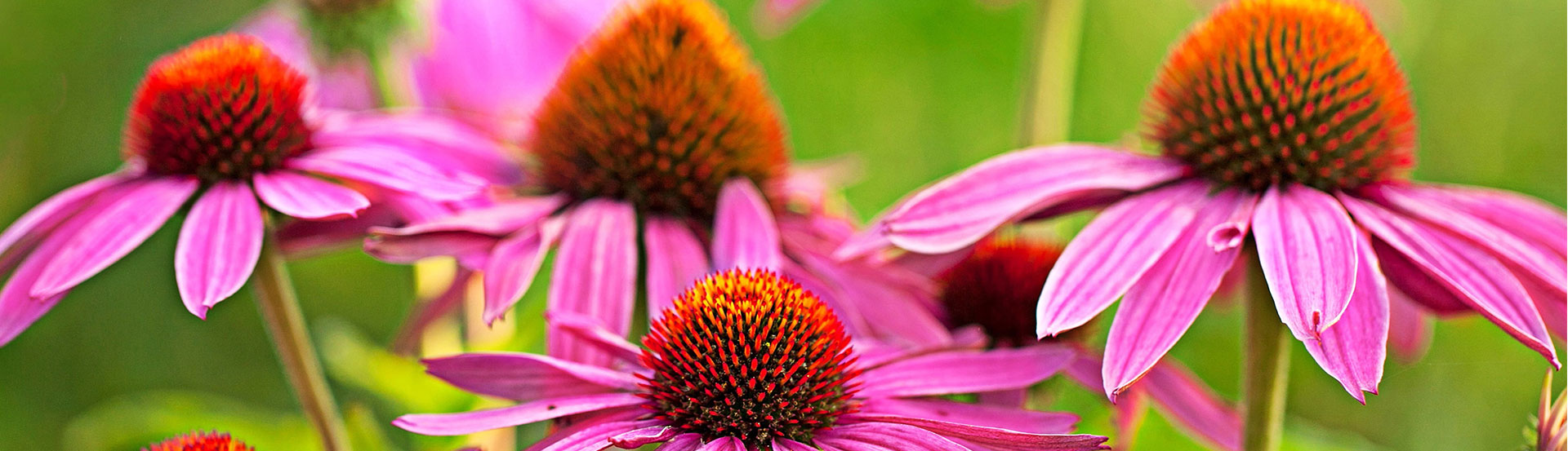 Echinacea