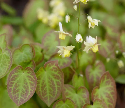 Epimedium